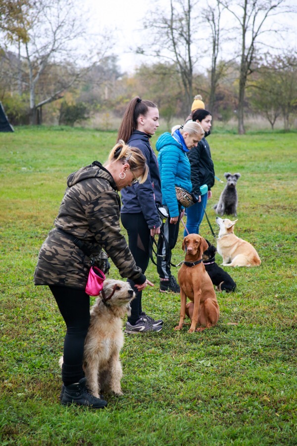 Lucky Dog Iskola – 26 év tapasztalat