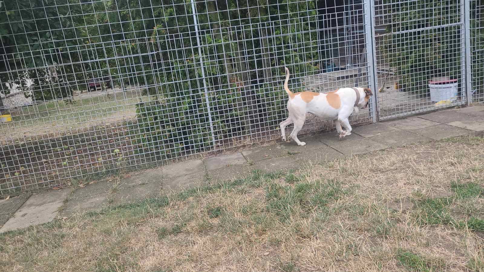 Boldog kutyák a panziókifutón 2