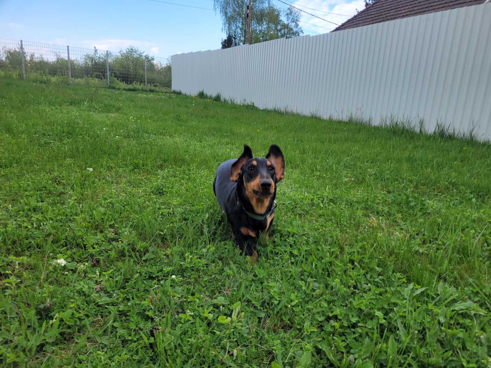 Boldog kutyák a panziókifutón 3
